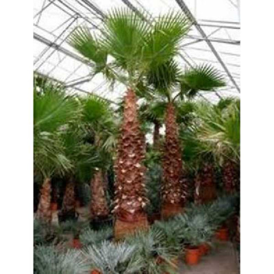 WASHINGTONIA filifera