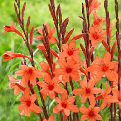WATSONIA borbonica Peach glow