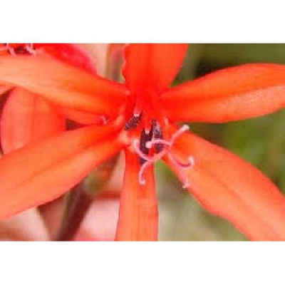 WATSONIA  fulgens