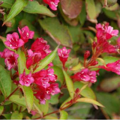 WEIGELA  Bristol ruby