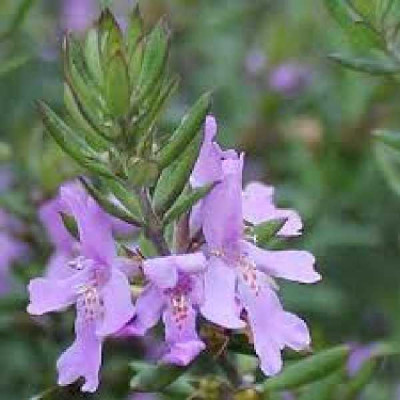 WESTRINGEA fruticosa Blue gem