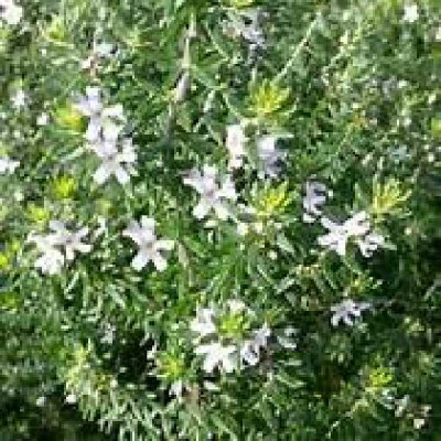 WESTRINGEA fruticosa Blanc