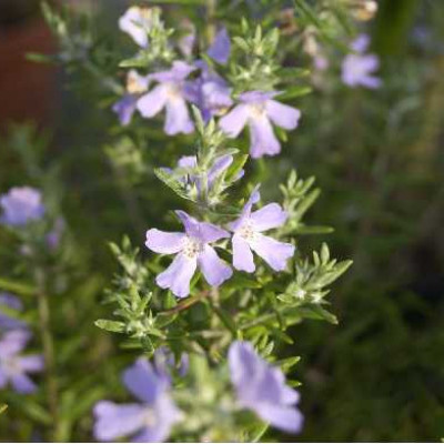 WESTRINGEA fruticosa Bleu