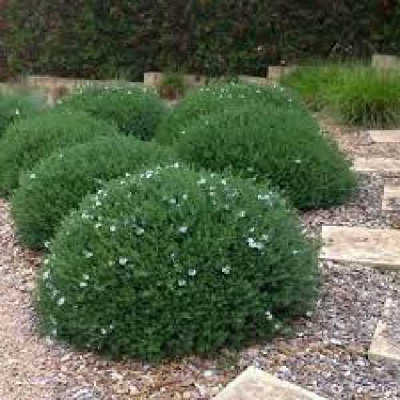 WESTRINGIA smart greens tm mundi ®