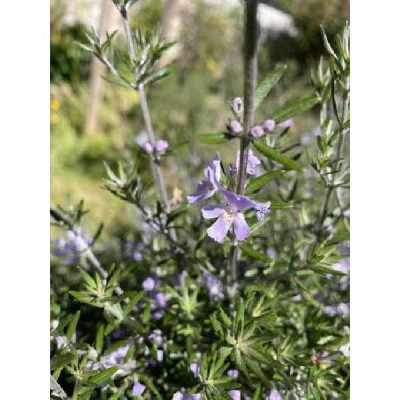 WESTRINGEA longifolia
