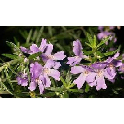 WESTRINGEA fruticosa Wynyabbie gem Bleu