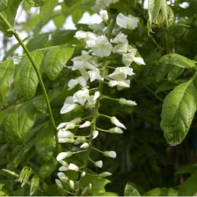 WISTERIA floribunda Alba