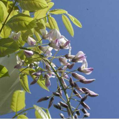 WISTERIA floribonda Rosea