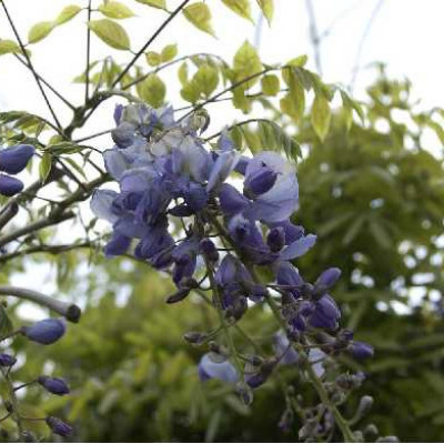 WISTERIA sinensis