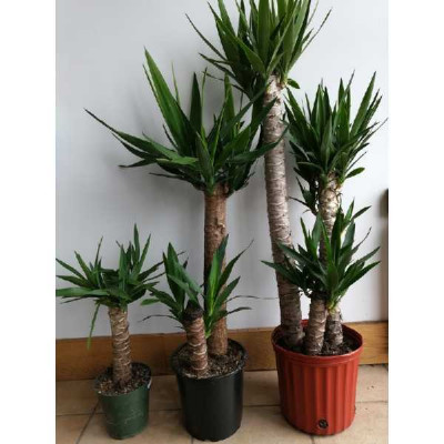 YUCCA