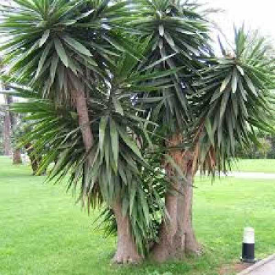 YUCCA elephantipes