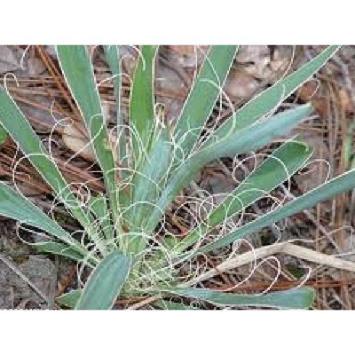 YUCCA filamentosa