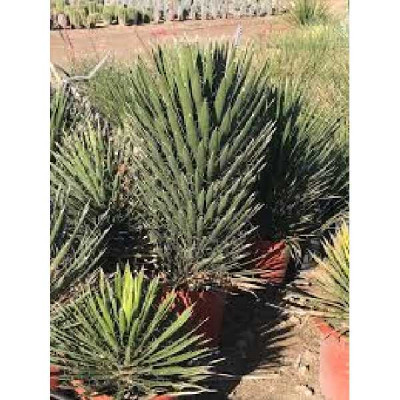 YUCCA filifera