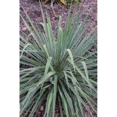 YUCCA flaccida