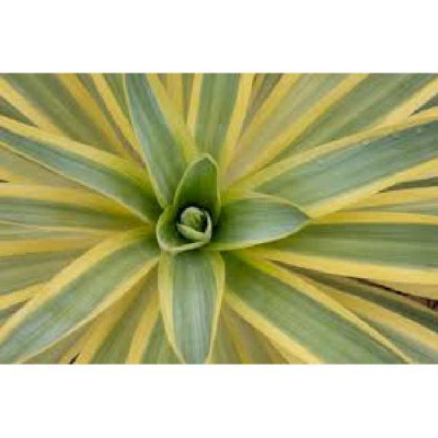YUCCA gloriosa Citrus twist®