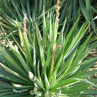 YUCCA gloriosa