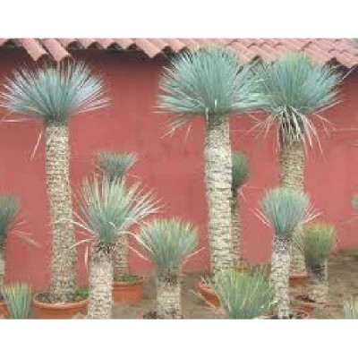 YUCCA rostrata