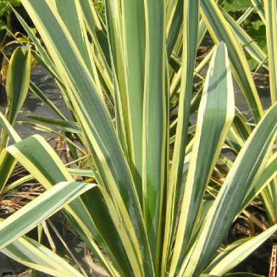 YUCCA filamentosa Bright edge