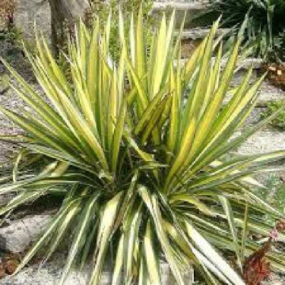 YUCCA filamentosa Golden sword