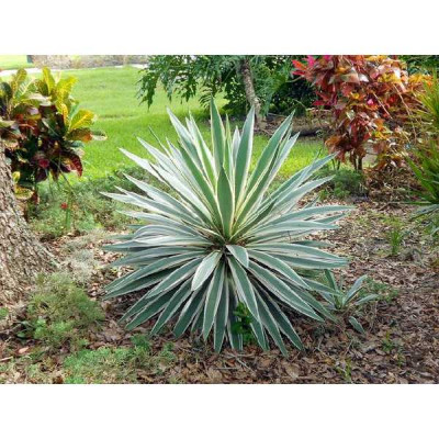 YUCCA gloriosa Variegata