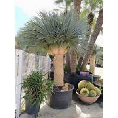 YUCCA rostrata Blue sekot