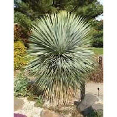 YUCCA rostrata Blue selection