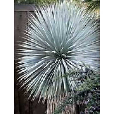 YUCCA rostrata Blue swan