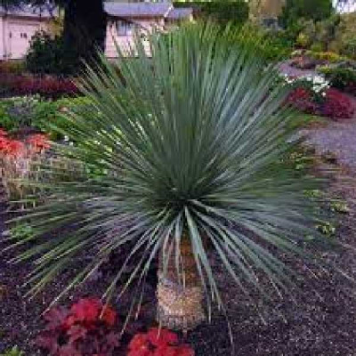 YUCCA rostrata Sapphire skies