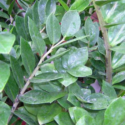 ZAMIOCULCAS zamiifolia