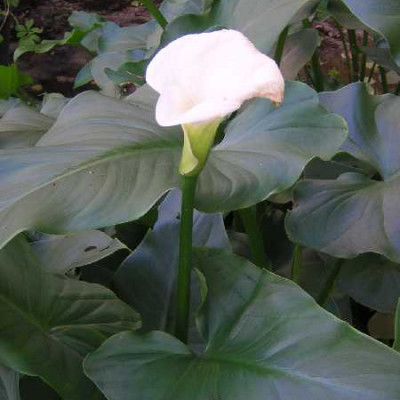 ZANTEDESCHIA aethiopica
